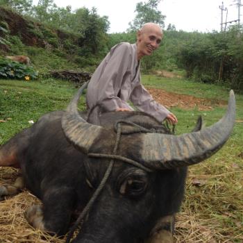 thay Tue Sy Chan Trau